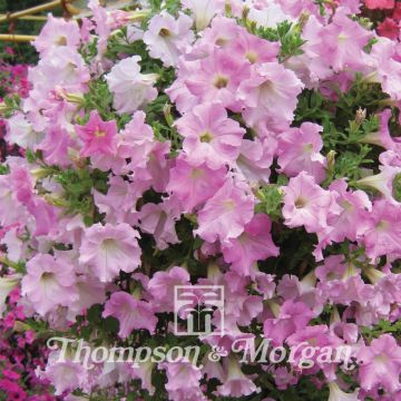 Petunia Diamond Pearly Shades