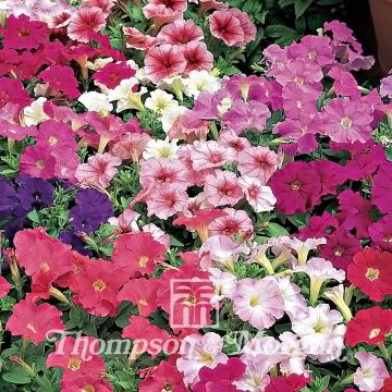 Petunia Fantasy