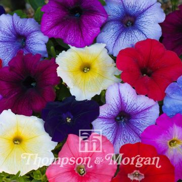 Petunia grandiflora T&Ms Global