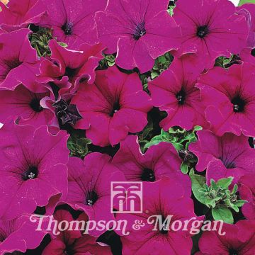 Petunia grandiflora pendula Lady Purple Hybrid F1