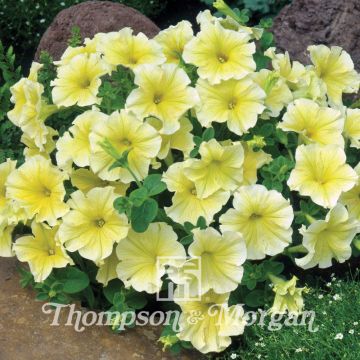 Petunia Limoncello F1 Seeds