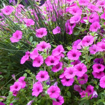 Petunia Surfinia Pure Raspberry