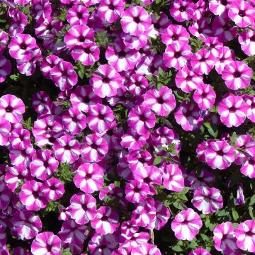 Petunia Supertunia Raspberry Star