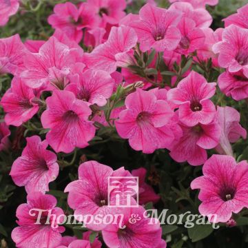 Petunia Rose Vein Velvet F1 Hybrid Seeds