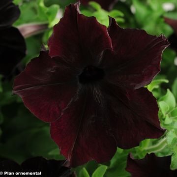 Petunia  hybrida Sophistica Blackberry