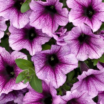 Petunia Supertunia Bordeaux