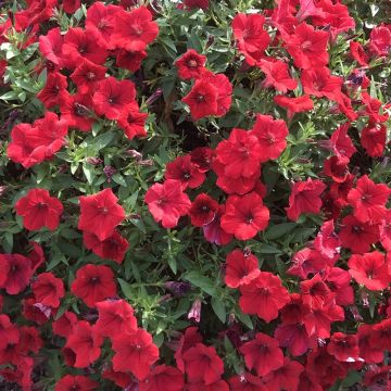 Petunia Surfinia Deep Red