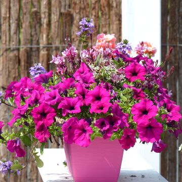 Petunia Surfinia Purple