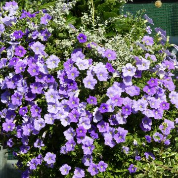 Petunia Surfinia Sky Blue