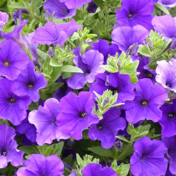 Petunia Surfinia Giant Blue