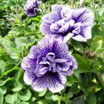 Petunia Tumbelina Priscilla double lavender veined