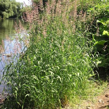 Phalaris arundinacea - Alpiste faux-roseau 