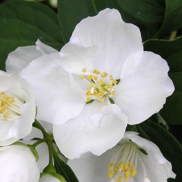 Philadelphus persica Bouquet Blanc