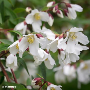 Philadelphus Dainty Lady - Mock Orange