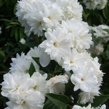 Philadelphus Frosty Morn - Mock Orange