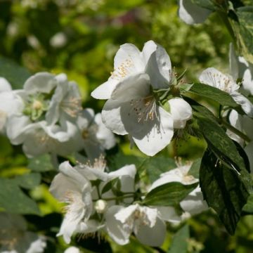 Philadelphus (x) lemoinei  Innocence