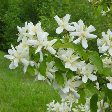 Philadelphus lemoinei - Mock Orange