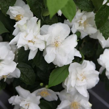 Philadelphus virginalis Natchez - Mock Orange