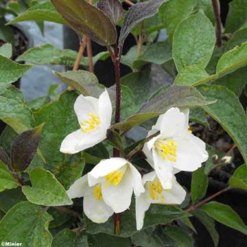 Philadelphus Starbright - Mock Orange