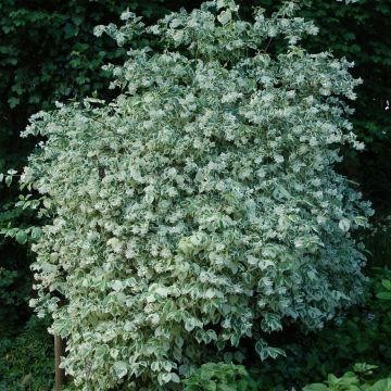 Philadelphus coronarius Variegatus - Mock Orange