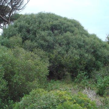 Phillyrea angustifolia - Mock Privet
