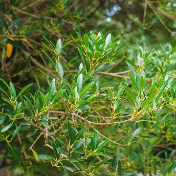 Phillyrea media Green Up - Mock Privet