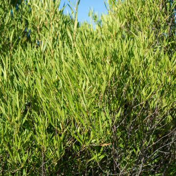 Phillyrea Rosmarinifolia - Mock Privet