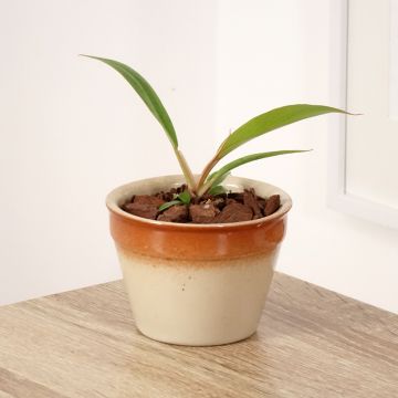 Philodendron Caramel Pluto 
