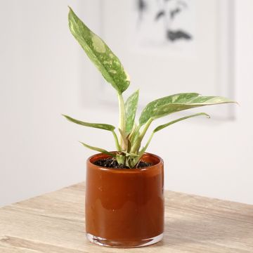 Philodendron Narrow Ring of Fire - Philodendron hybride Narrow Ring of Fire