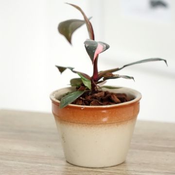 Philodendron x erubescens Pink Princess