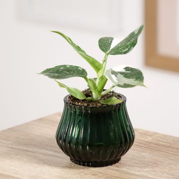 Philodendron x erubescens White Wizard