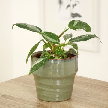 Philodendron x erubescens White Princess