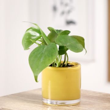 Philodendron scandens - Heartleaf philodendron