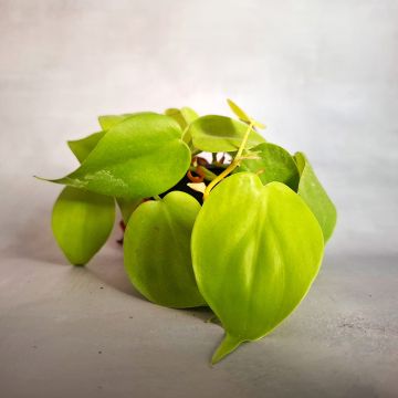 Philodendron x scandens Neon - Philodendron hybride Neon