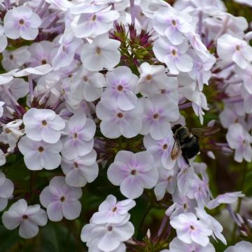 Phlox x paniculata 'Fashionably Early Crystal'