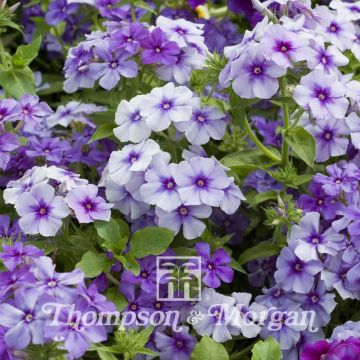 Phlox drummondii Moody Blues Seeds - Drummonds phlox