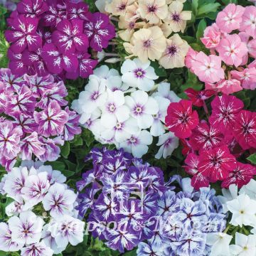 Phlox drummondii Starry Eyes