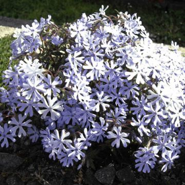 Phlox bifida 'Minima Colvin'