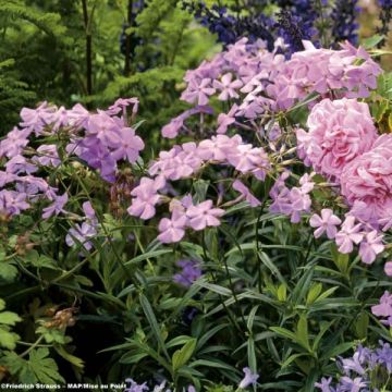 Phlox carolina Bill Baker