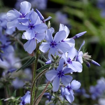 Phlox divaricata subsp. laphamii Chattahoochee