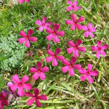 Phlox douglasii Ochsenblut