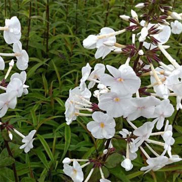 Phlox maculata Omega