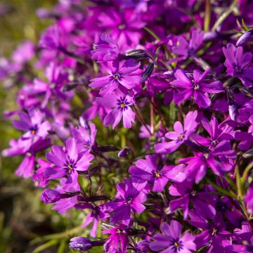 Phlox subulata Atropurpurea