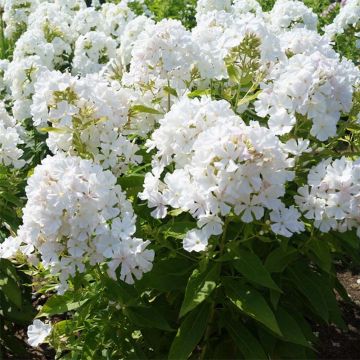 Phlox paniculata Flame White