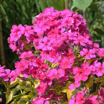 Phlox paniculata Goldmine