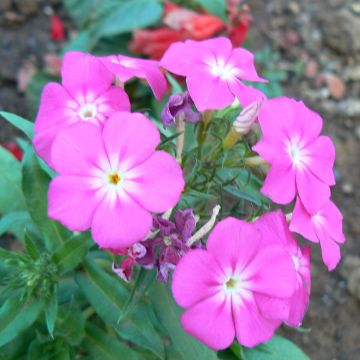 Phlox paniculata Laura