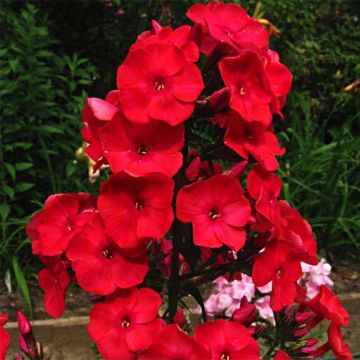 Phlox paniculata Red Flame