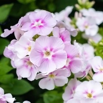 Phlox paniculata Younique Bicolor