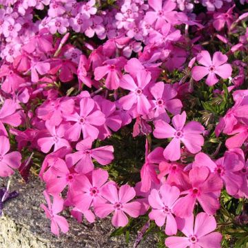 Phlox subulata McDaniels Cushion