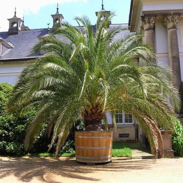 Phoenix canariensis - Canary Island Date Palm